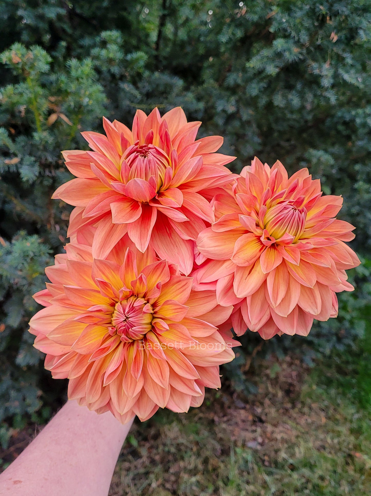 Nicholas - Dahlia Tuber