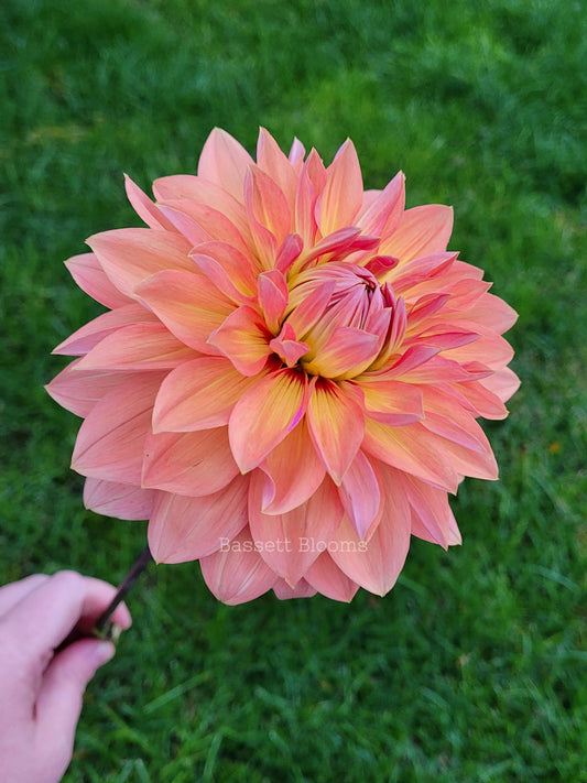 Nicholas - Dahlia Tuber