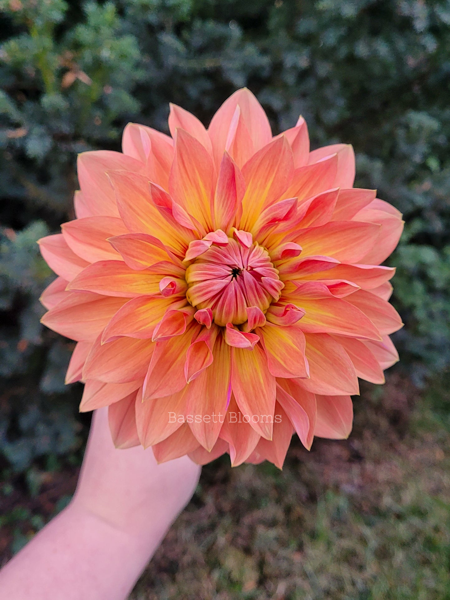 Nicholas - Dahlia Tuber