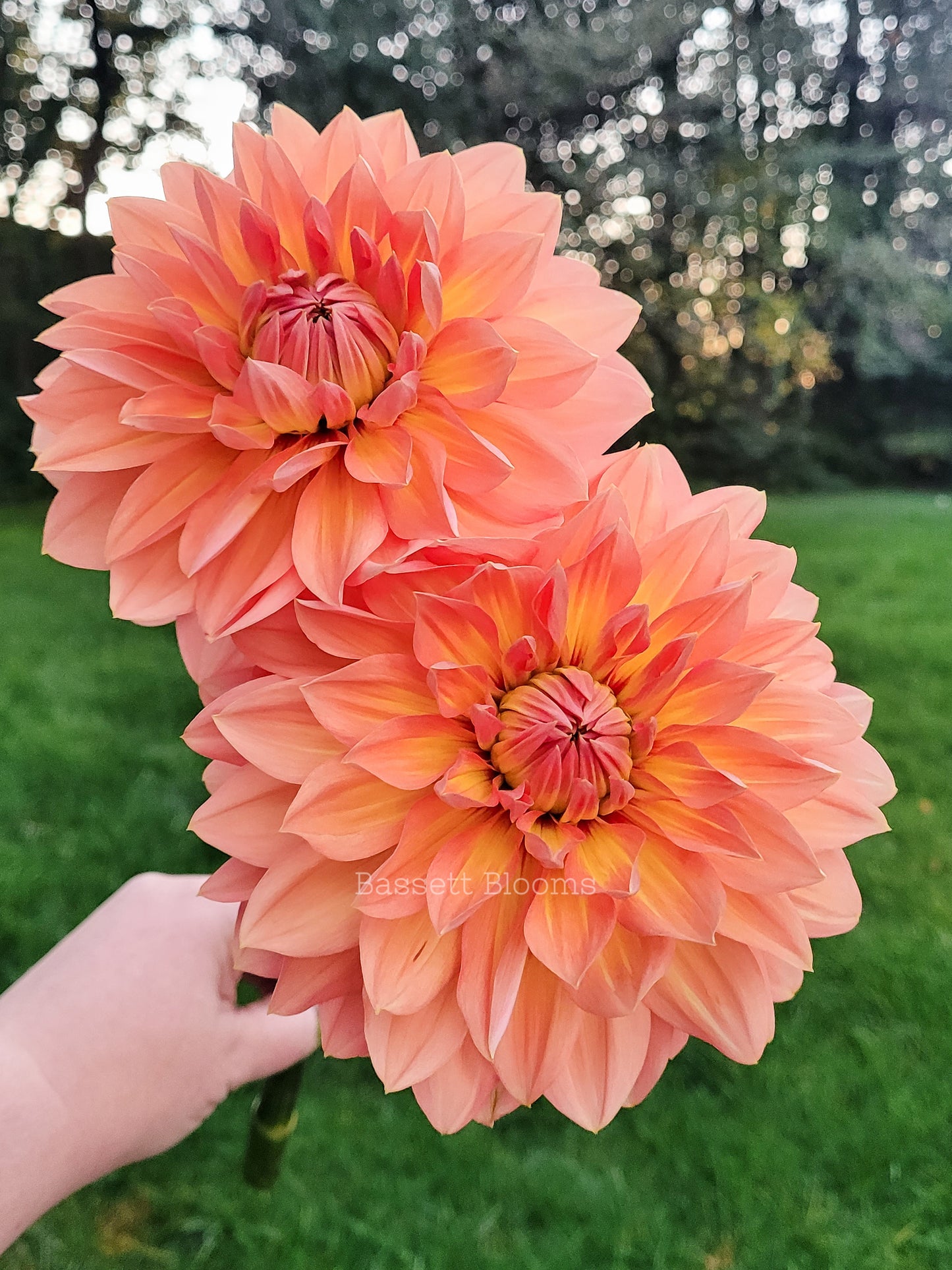 Nicholas - Dahlia Tuber