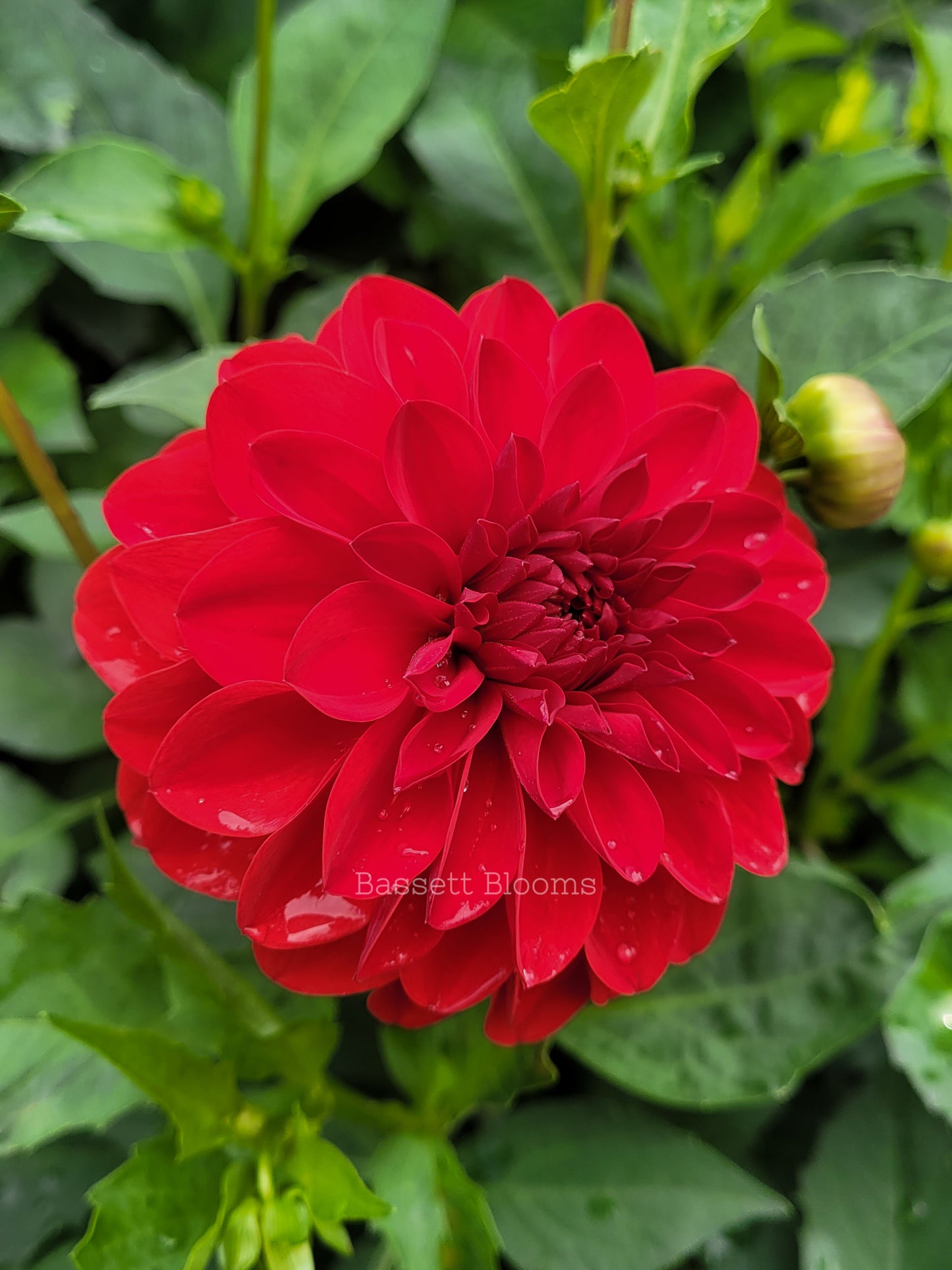 Puget Sparkle - Dahlia Tuber