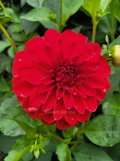 Puget Sparkle - Dahlia Tuber