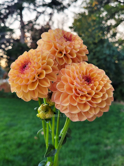 Robin Hood - Dahlia Tuber (4 PACK)