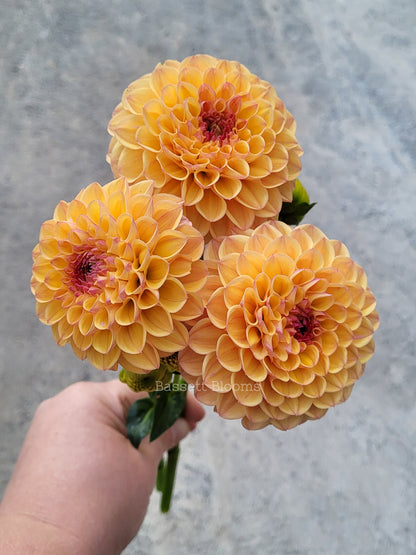 Robin Hood - Dahlia Tuber (4 PACK)