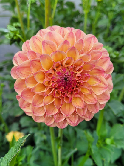 Robin Hood - Dahlia Tuber (4 PACK)