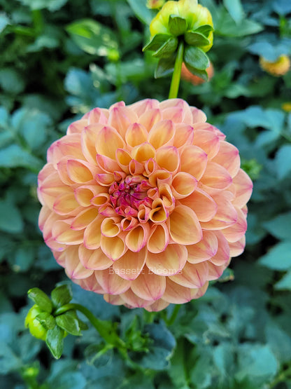 Robin Hood - Dahlia Tuber (4 PACK)