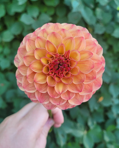 Robin Hood - Dahlia Tuber (4 PACK)
