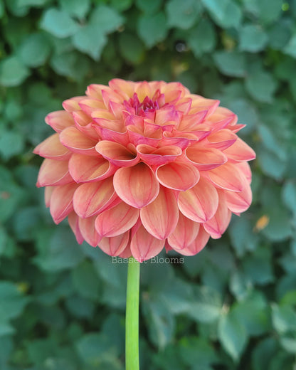 Robin Hood - Dahlia Tuber (4 PACK)