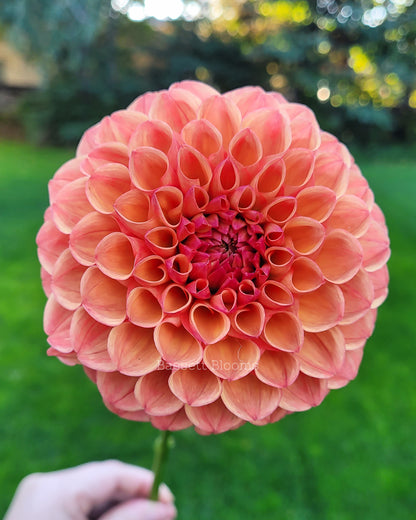 Robin Hood - Dahlia Tuber (4 PACK)