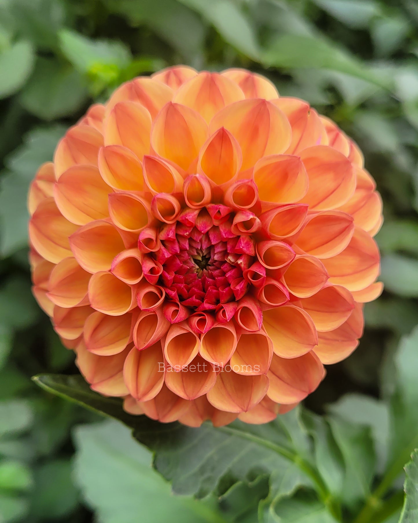 Robin Hood - Dahlia Tuber (4 PACK)