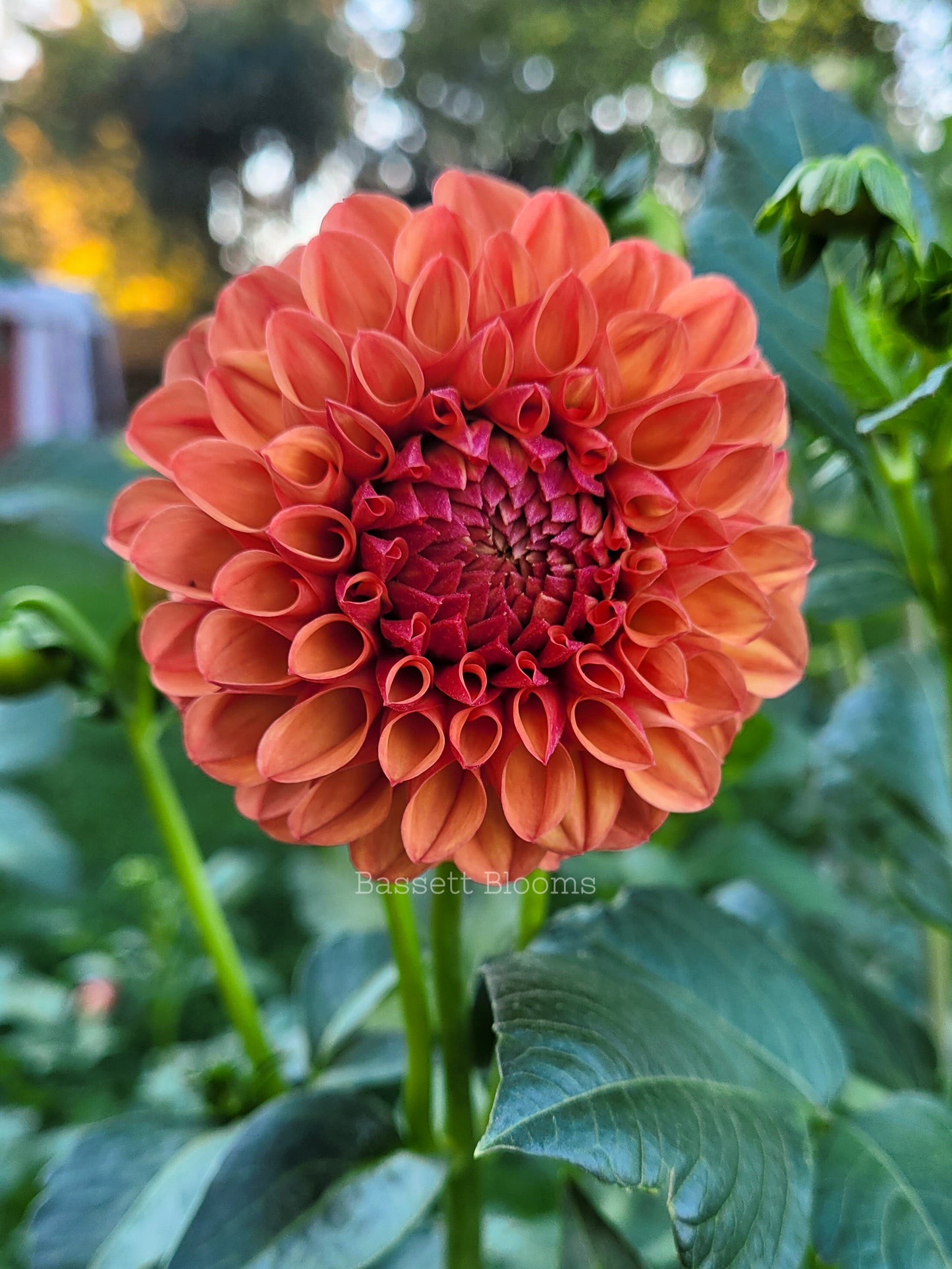 Robin Hood - Dahlia Tuber (4 PACK)
