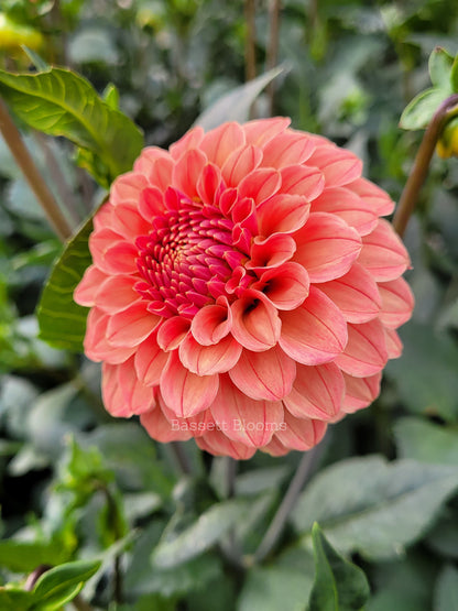 Rose Toscano - Dahlia Tuber
