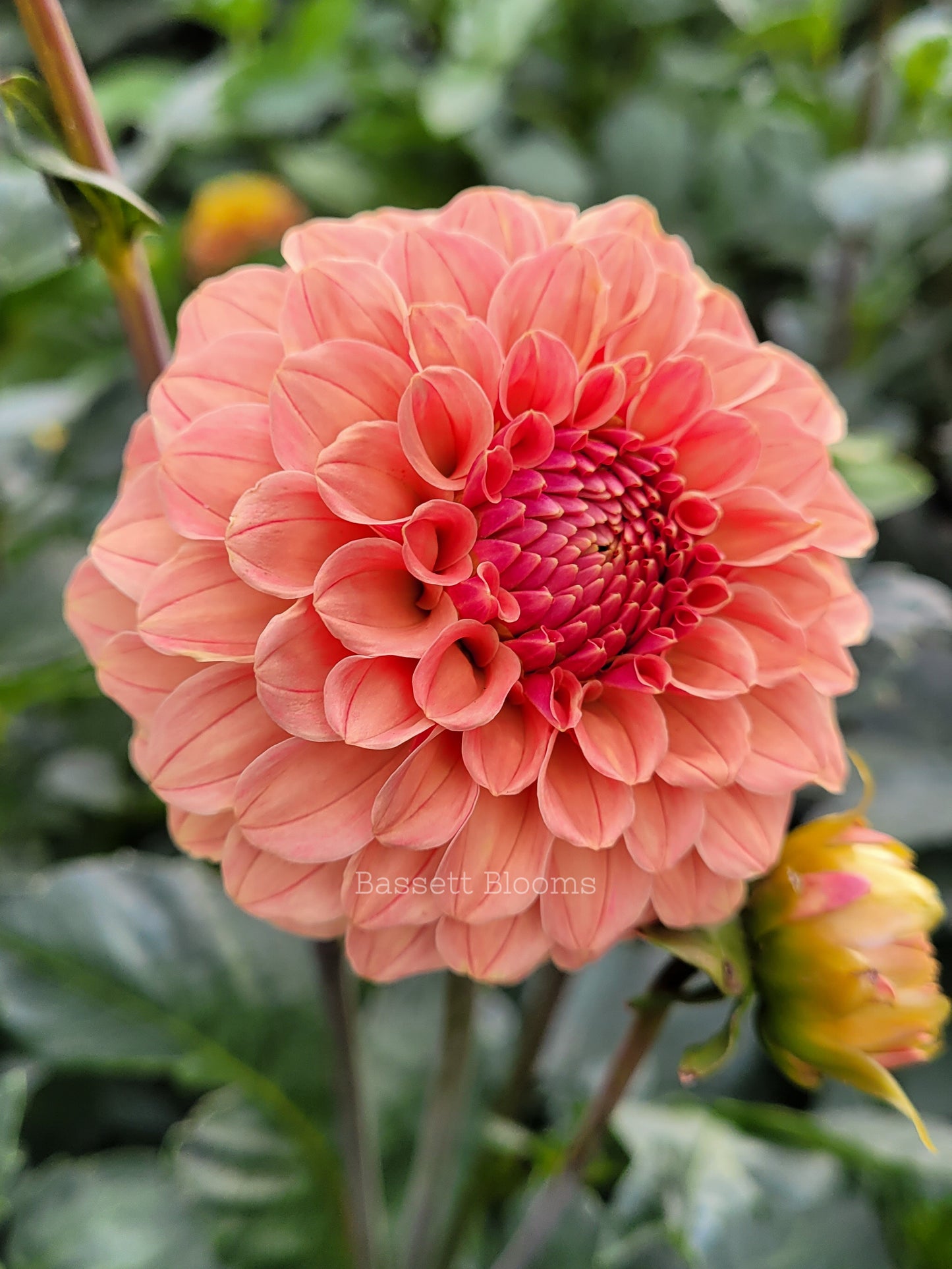 Rose Toscano - Dahlia Tuber