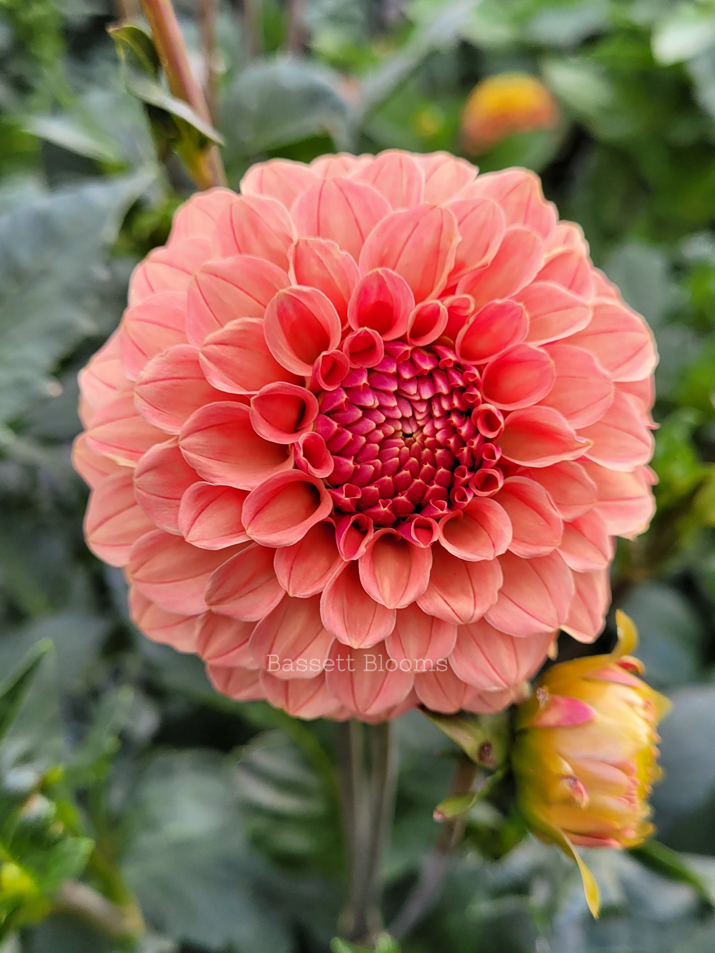 Rose Toscano - Dahlia Tuber