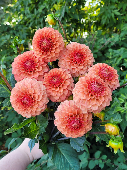 Rose Toscano - Dahlia Tuber (4 PACK)