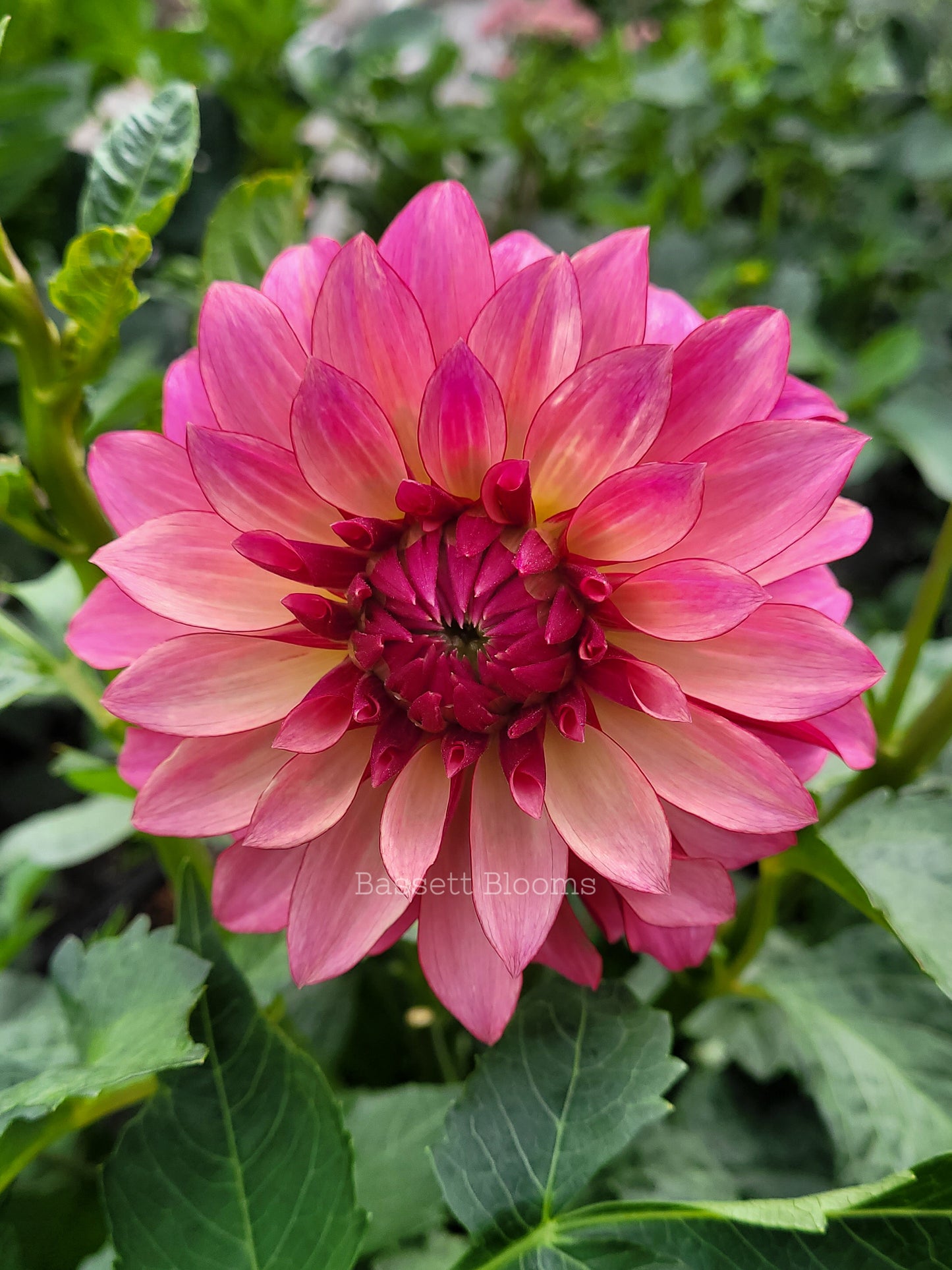 Stillwater Becky - Dahlia Tuber