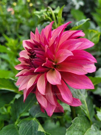 Stillwater Becky - Dahlia Tuber
