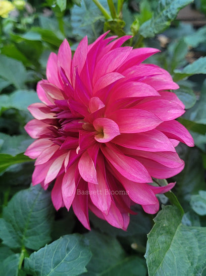 Stillwater Becky - Dahlia Tuber