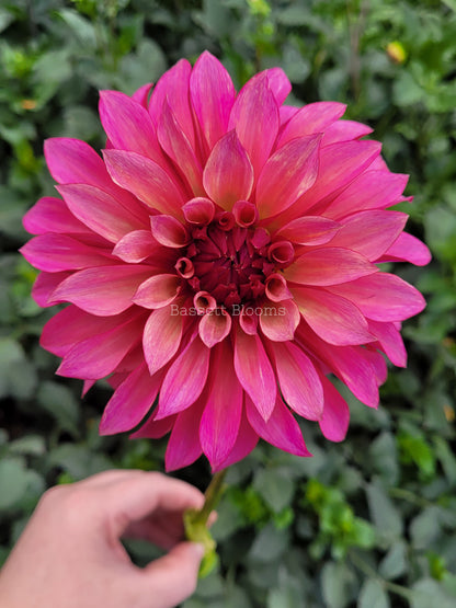 Stillwater Becky - Dahlia Tuber