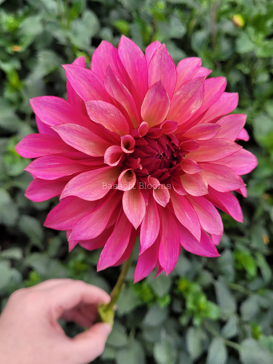 Stillwater Becky - Dahlia Tuber