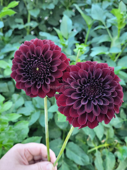 Black Satin - Dahlia Tuber