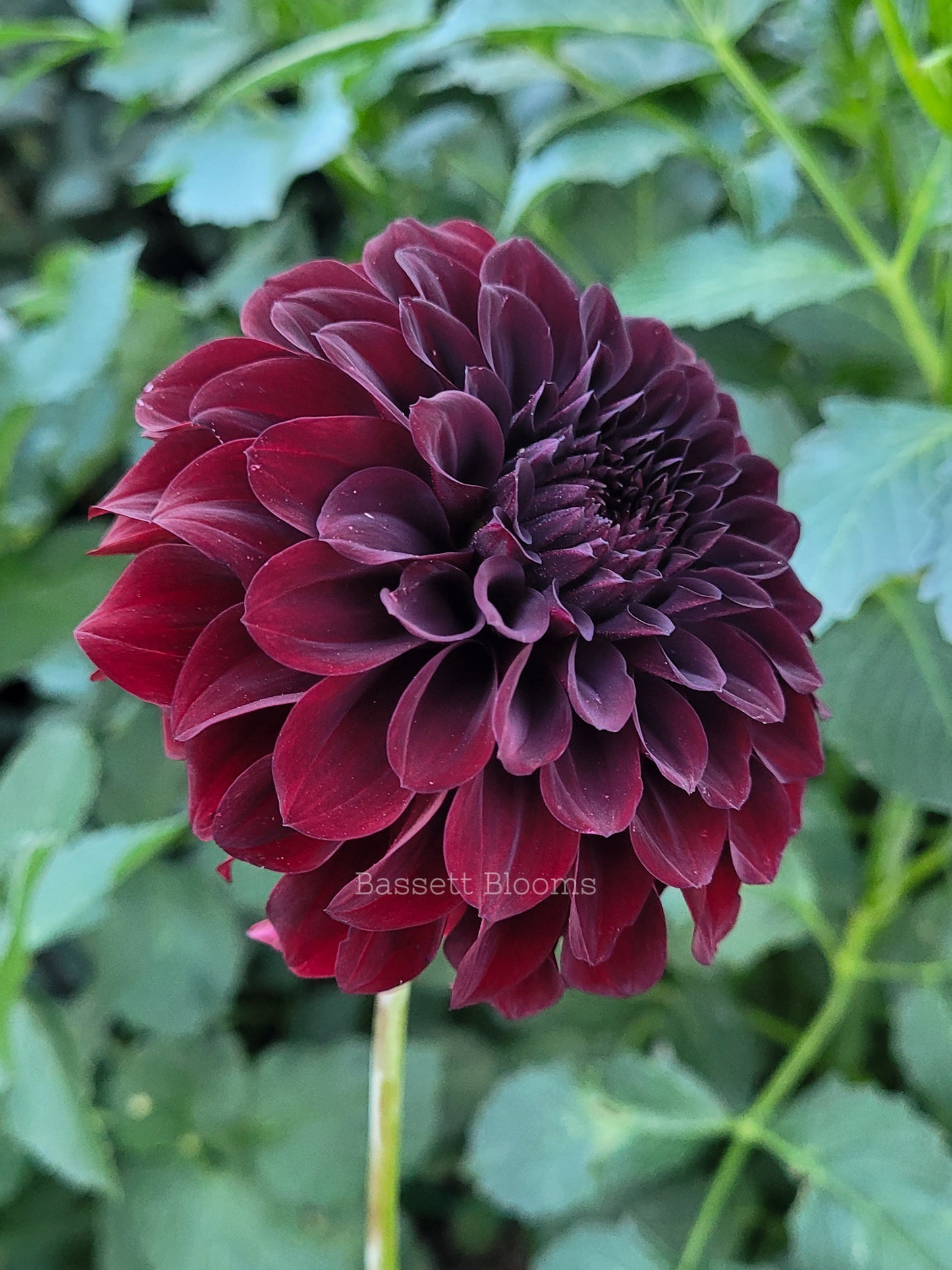 Black Satin - Dahlia Tuber