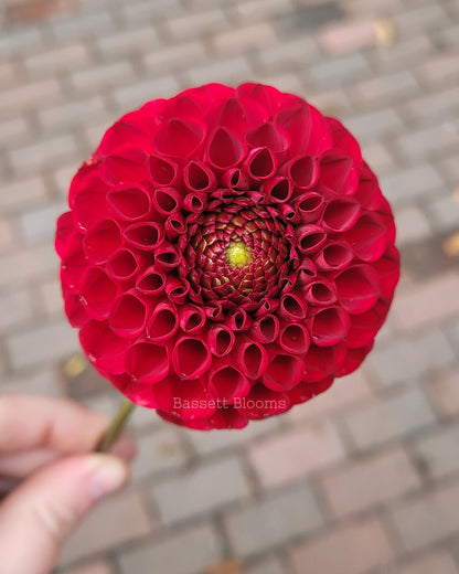 Bloomquist Paul Jr - Dahlia Tuber