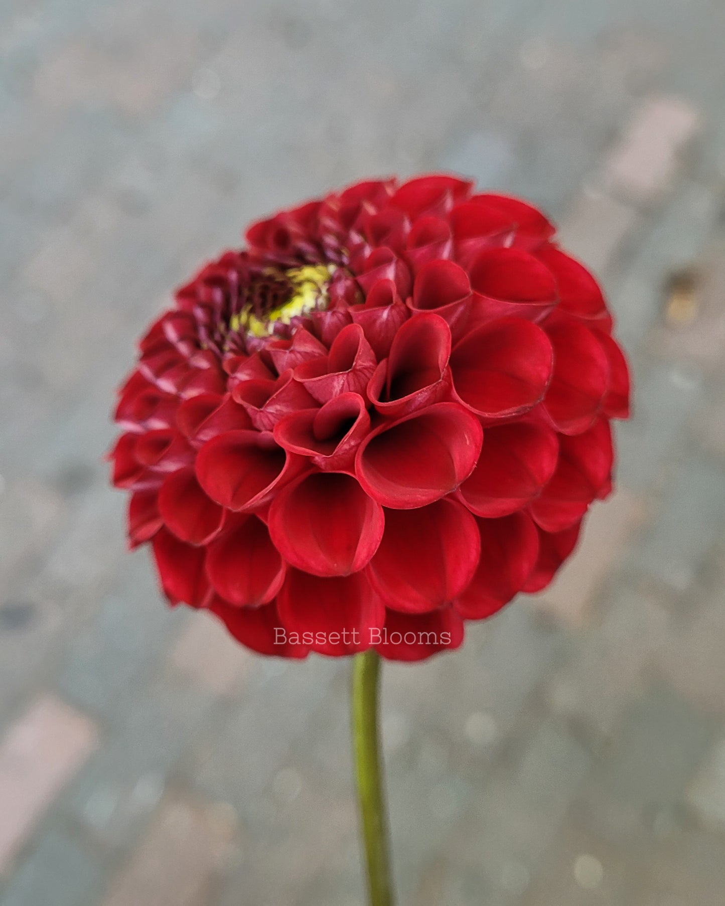 Bloomquist Paul Jr - Dahlia Tuber