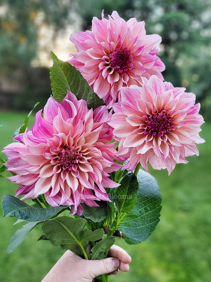 Cafe au Lait Royal - Dahlia Tuber