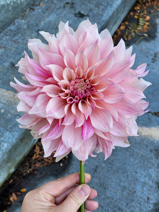 Cafe au Lait Royal - Dahlia Tuber