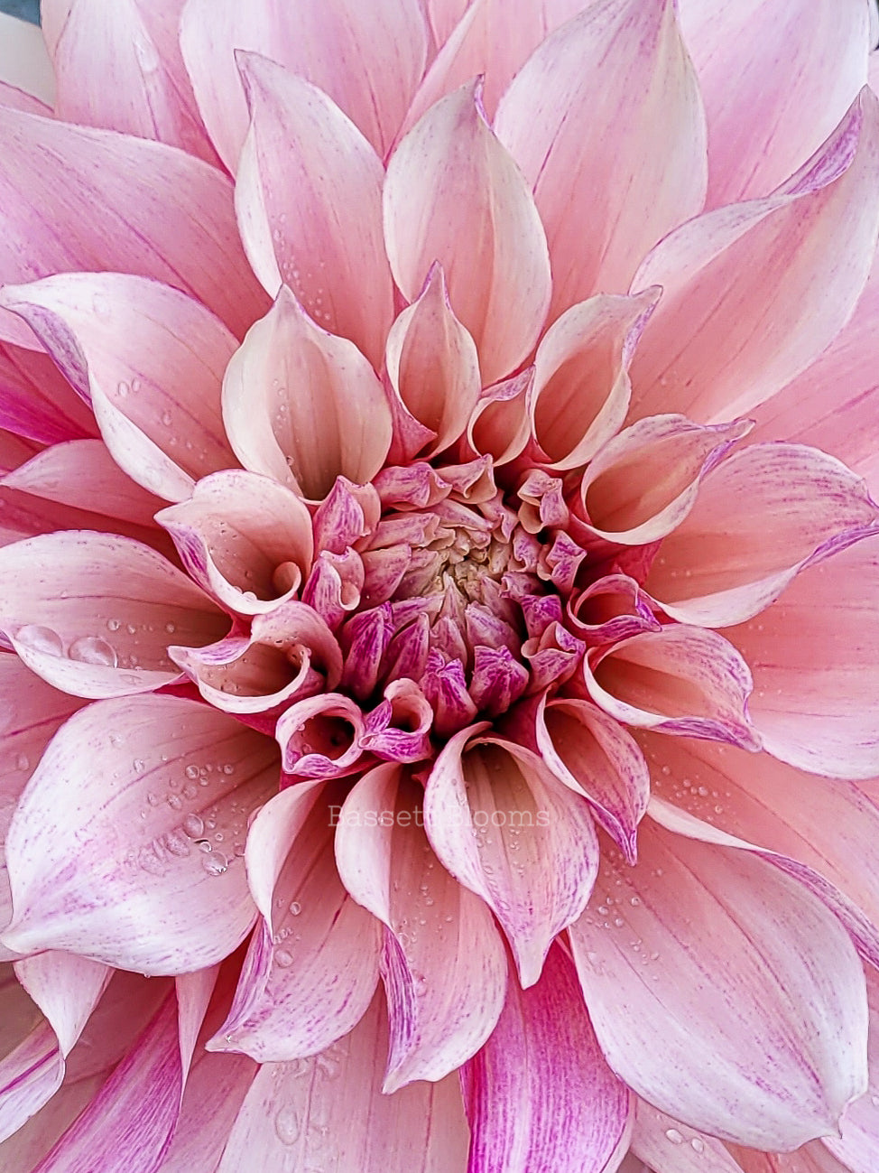 Cafe au Lait Royal - Dahlia Tuber