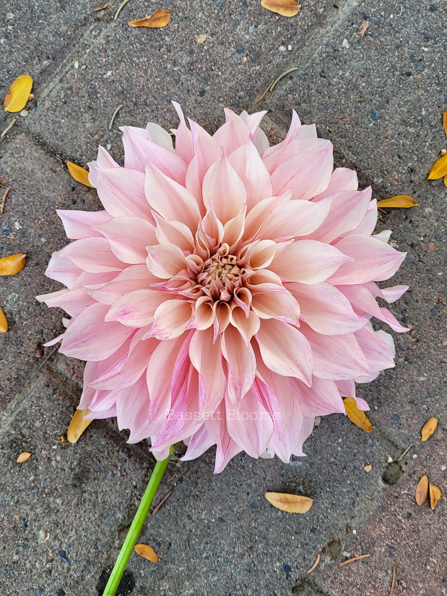 Cafe au Lait Royal - Dahlia Tuber
