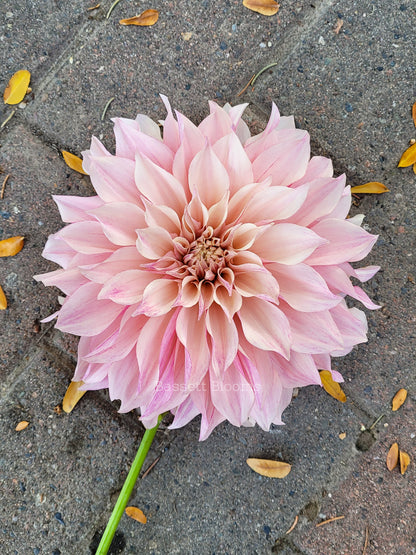 Cafe au Lait Royal - Dahlia Tuber