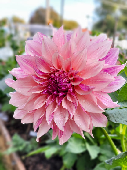 Cafe au Lait Royal - Dahlia Tuber