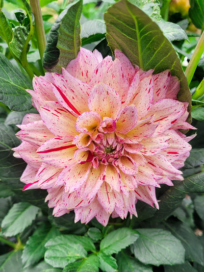 Carmen Fiesta - Dahlia Tuber