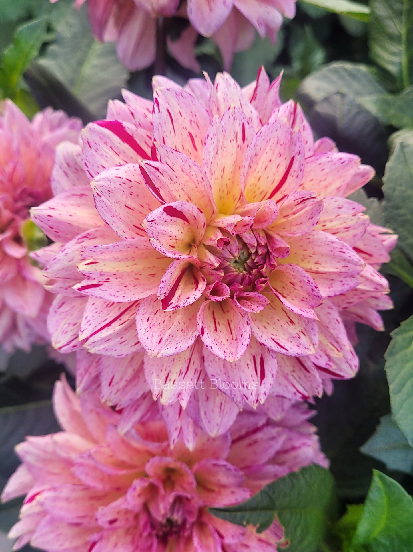 Carmen Fiesta - Dahlia Tuber