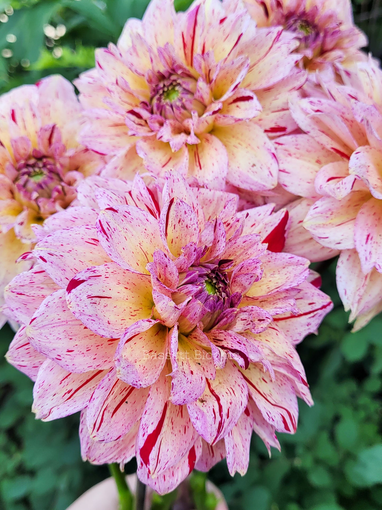Carmen Fiesta - Dahlia Tuber