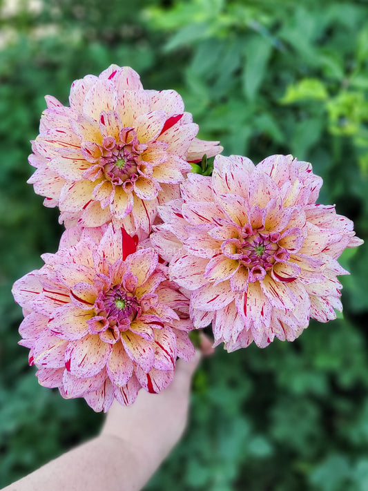 Carmen Fiesta - Dahlia Tuber