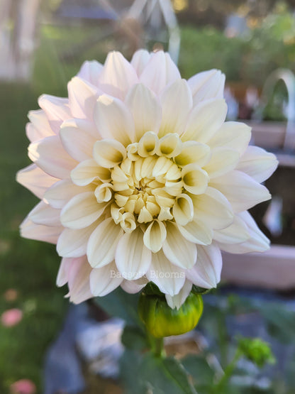 Chilson's Pride - Dahlia Tuber