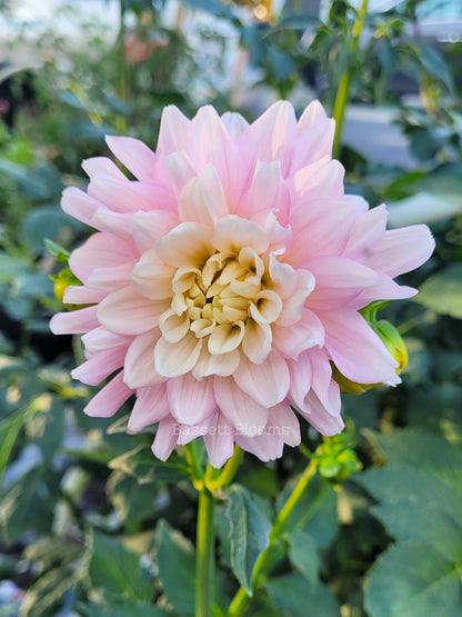 Chilson's Pride - Dahlia Tuber