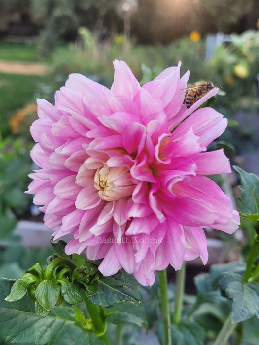 Chilson's Pride - Dahlia Tuber