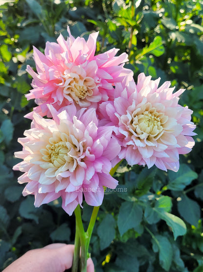 Chilson's Pride - Dahlia Tuber