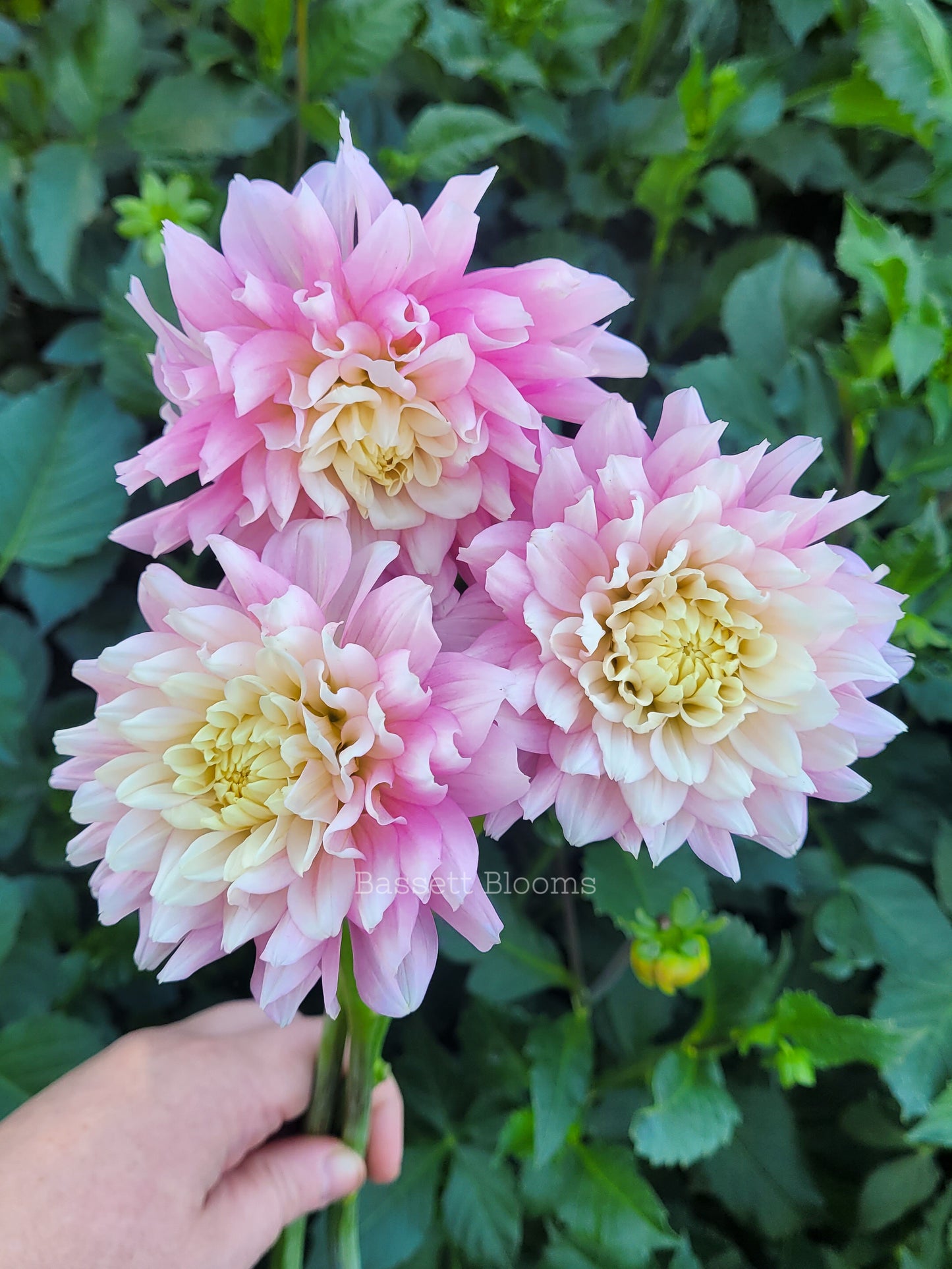Chilson's Pride - Dahlia Tuber