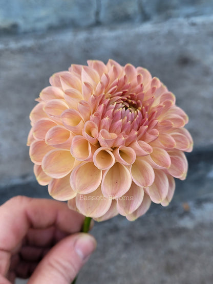 Clearview Peachy - Dahlia Tuber
