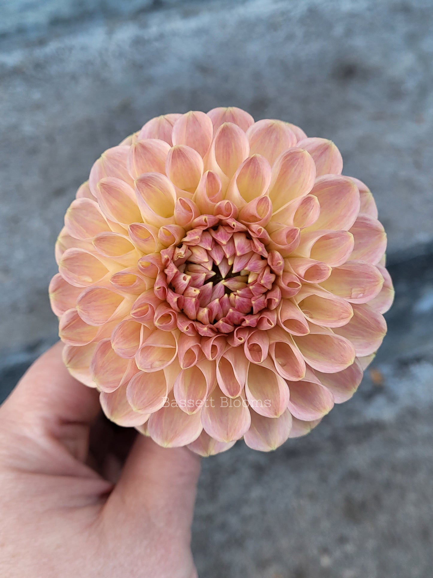 Clearview Peachy - Dahlia Tuber