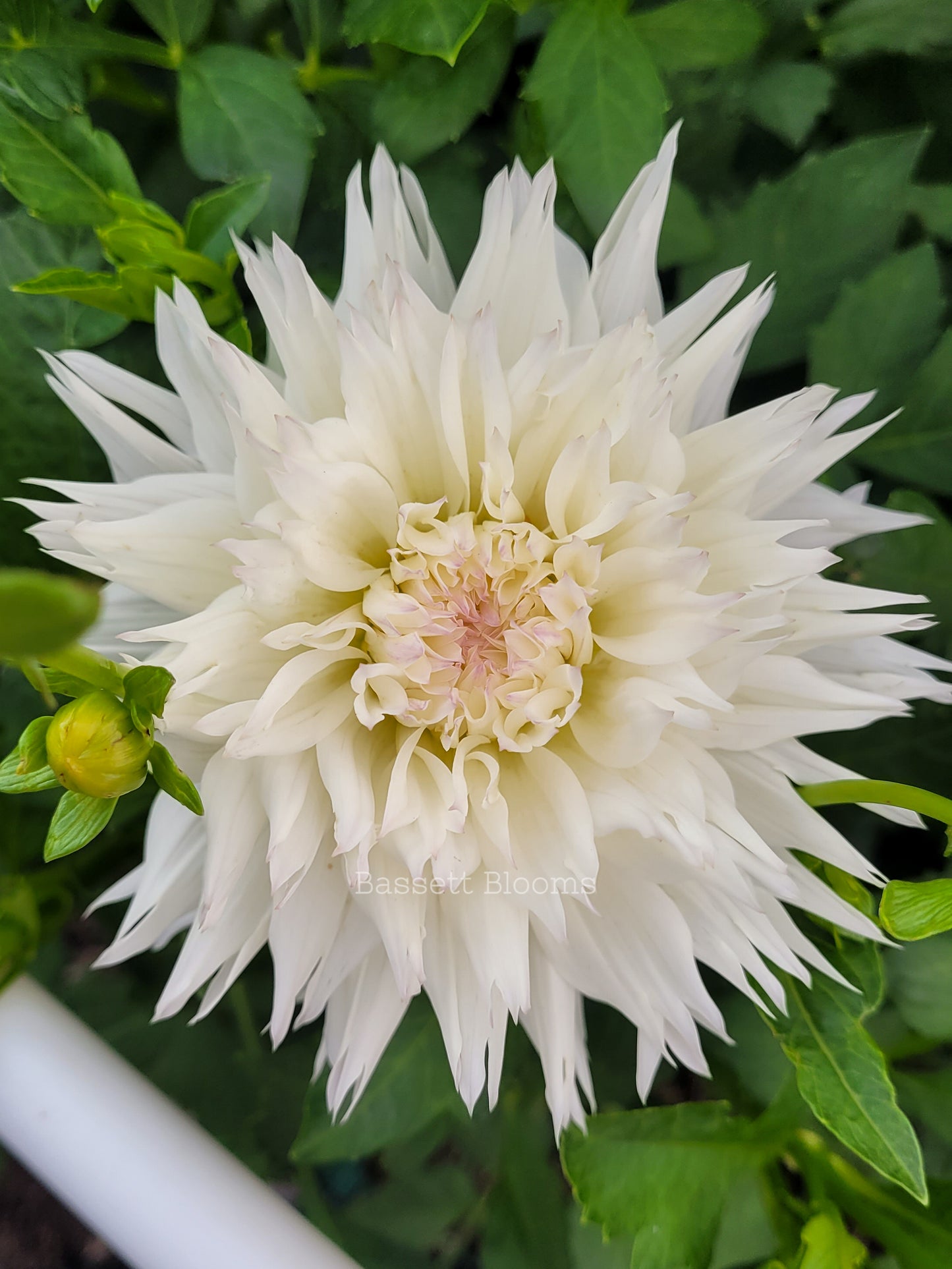 Colwood Hope - Dahlia Tuber