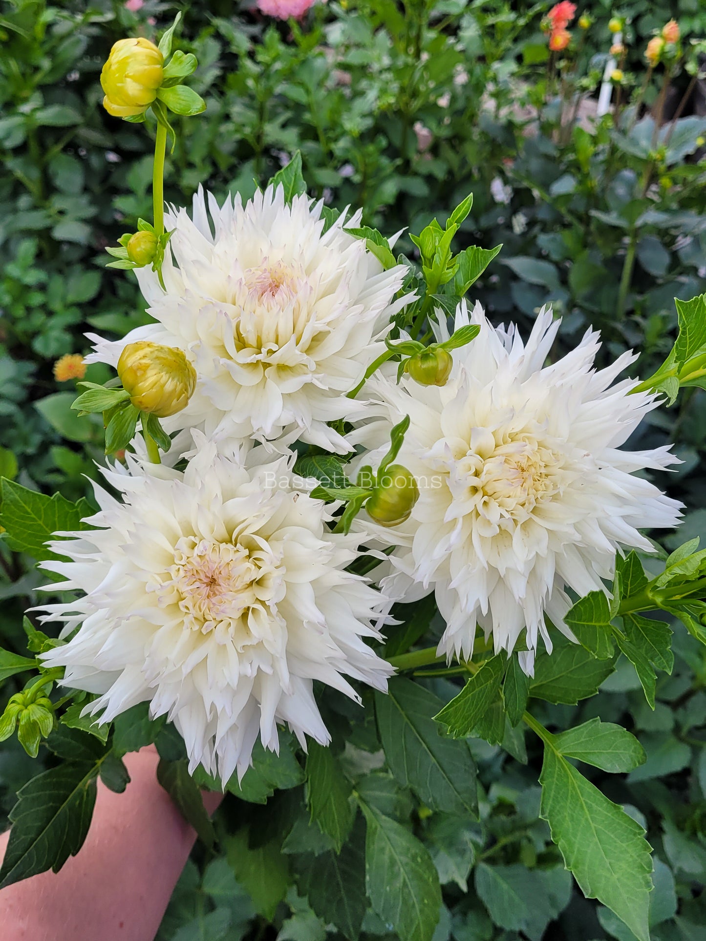 Colwood Hope - Dahlia Tuber