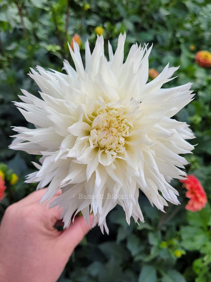 Colwood Hope - Dahlia Tuber