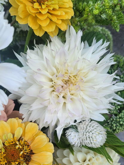 Colwood Hope - Dahlia Tuber