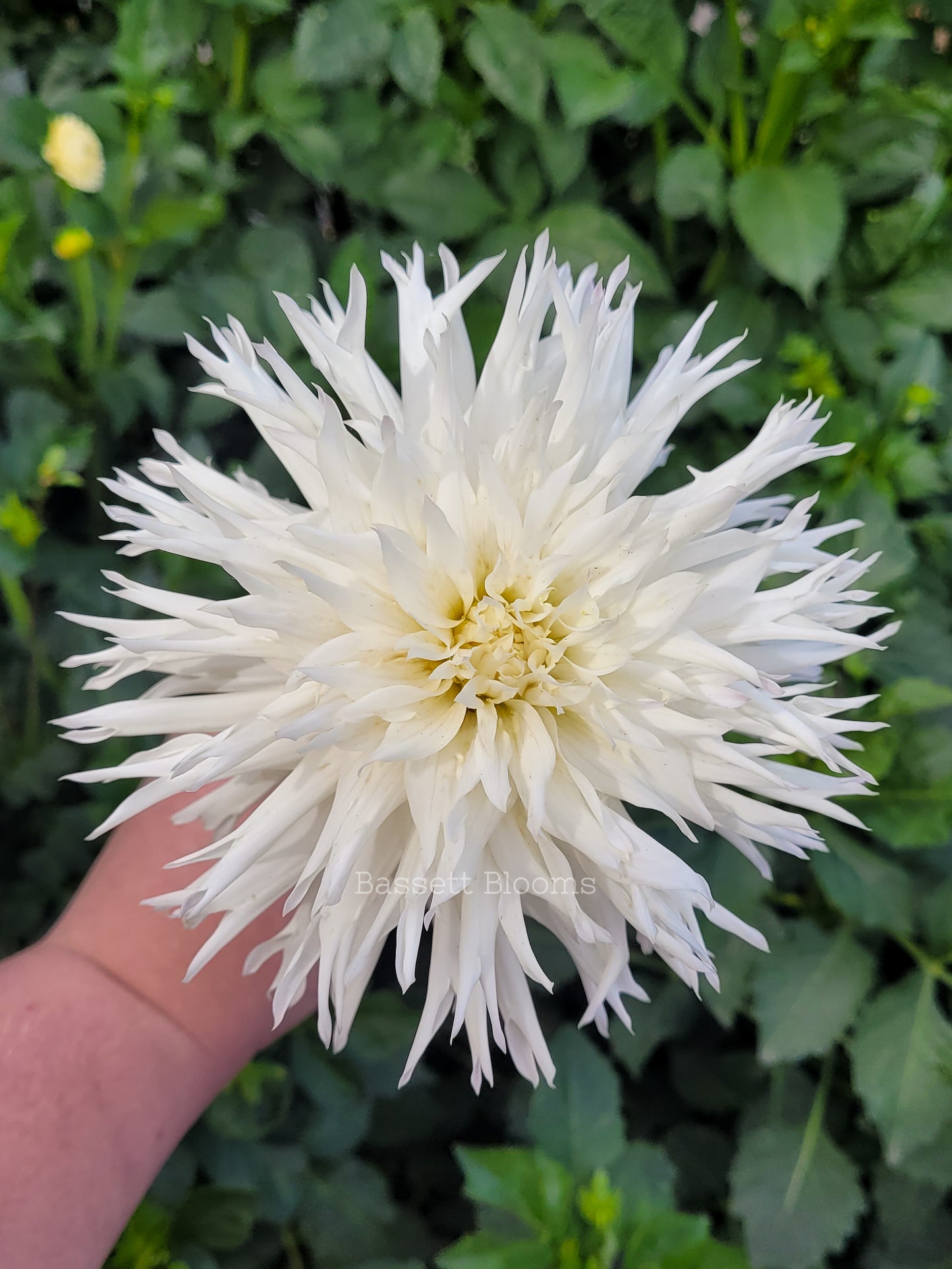 Colwood Hope - Dahlia Tuber